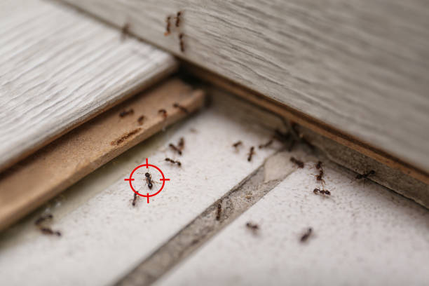  Bardmoor, FL Pest Control Pros
