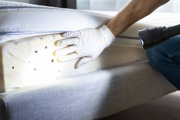 Best Pest Control Near Me  in Bardmoor, FL
