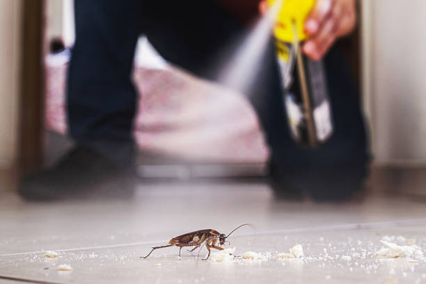 Trusted Bardmoor, FL Pest Control Experts